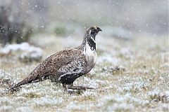 Greater Sage-Grouse